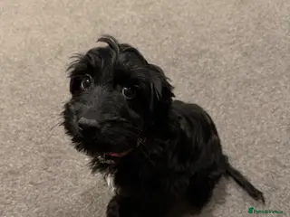 Sprocker dogs Puppy for sale - Advert 5