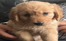 Golden Retriever dogs for sale: 🐾 Golden Retriever Puppies – Ready Now! 🐾 - Image 13