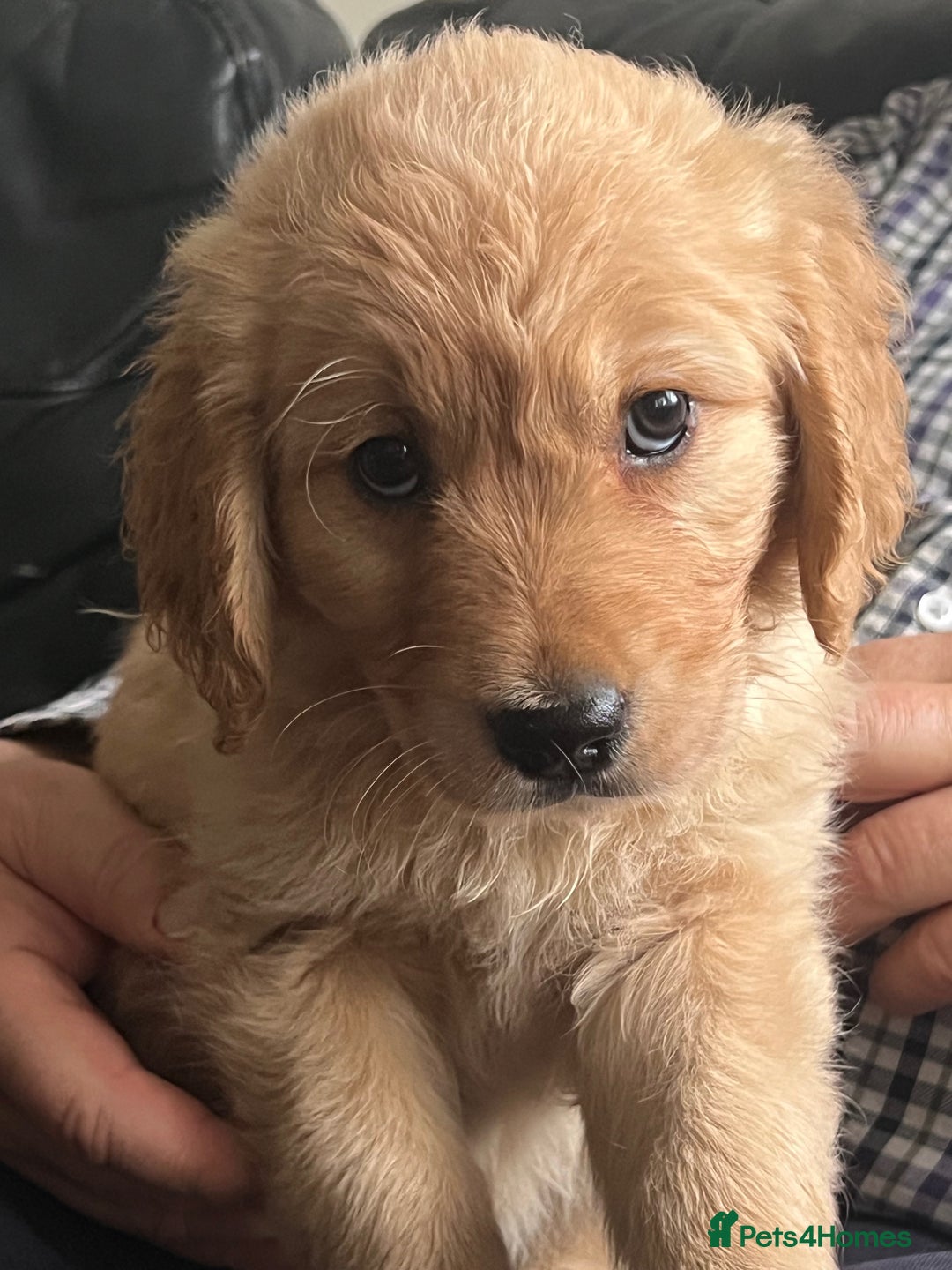 Golden Retriever dogs for sale: 🐾 Golden Retriever Puppies – Ready Now! 🐾 - Image 13