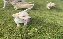 Labrador Retriever dogs for sale: Full Labrador Puppies - Image 6