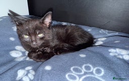 Mixed Breed cats for sale: 2 male and 2 females looking for fur ever homes  - Image 2