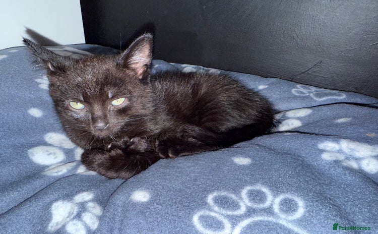 Mixed Breed cats - Advert 3