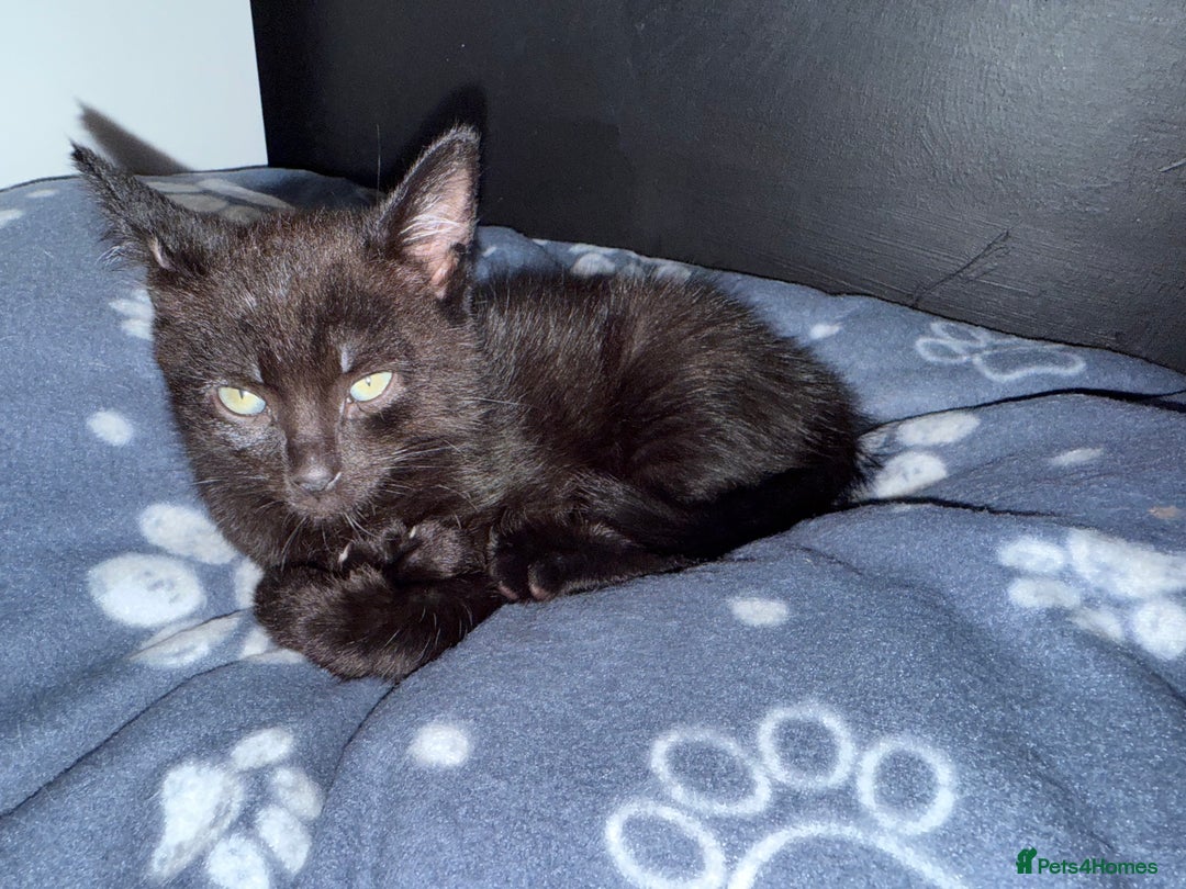 Mixed Breed cats for sale: 2 male and 2 females looking for fur ever homes  - Image 2