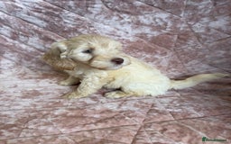 Mixed Breed dogs for sale: Stunning Labradoodles  - Image 4