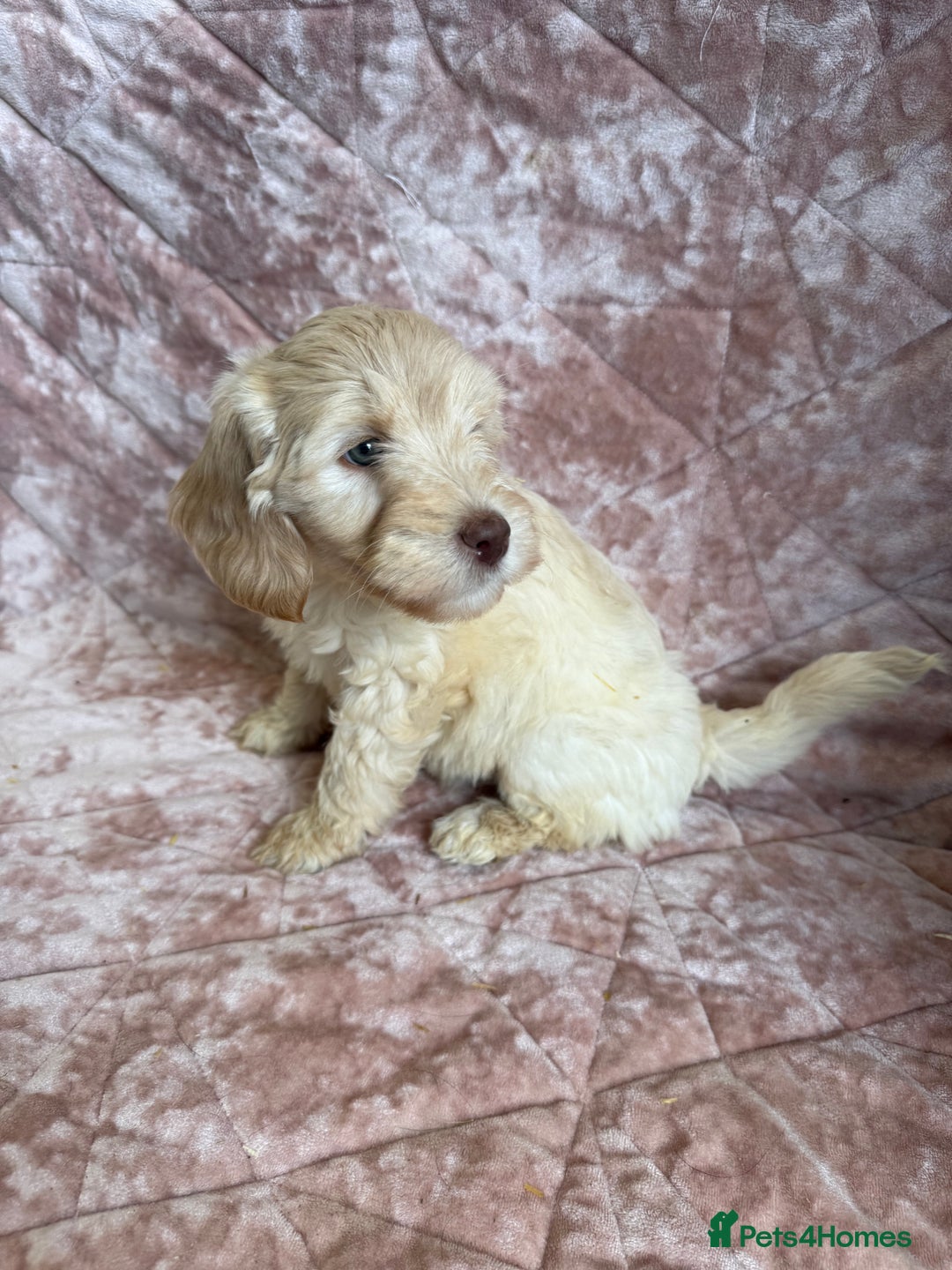 Mixed Breed dogs for sale: Stunning Labradoodles  - Image 4