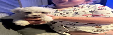 Maltese 2