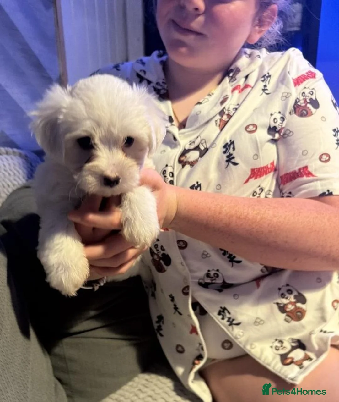 Maltese dogs for sale: Little Snowflakes with Personalities of Their Own in Lincoln - Advert 2