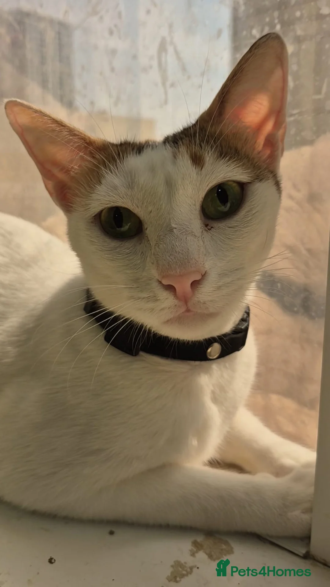 Arabian Mau cats for adoption: Miachita - Advert 1