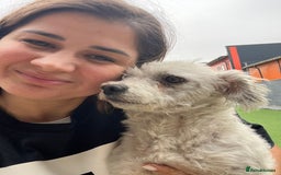 Bichon Frise dogs for adoption: Beautiful & Gentle DAISY - for a Loving Home - Image 1