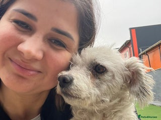 Bichon Frise dogs - Advert 1