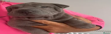 Shar Pei 3