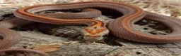 Corn Snake reptiles for sale: Beautiful, Captive-Bred Corn Snakes - Advert 3