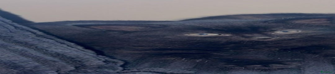 Mixed Breed Kitten 2