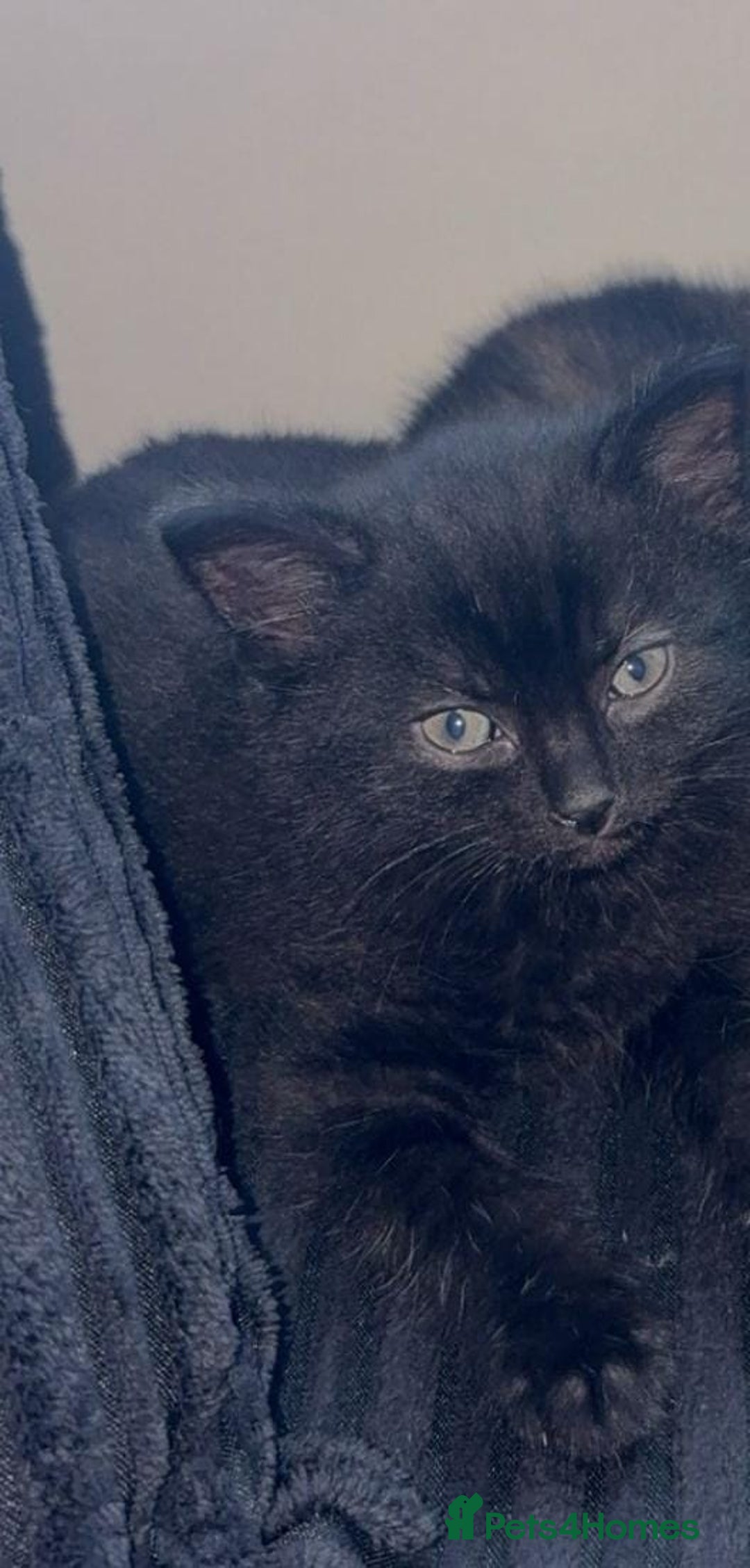 Ragdoll cats for sale: 3 ragdoll cross kittens  - Advert 10