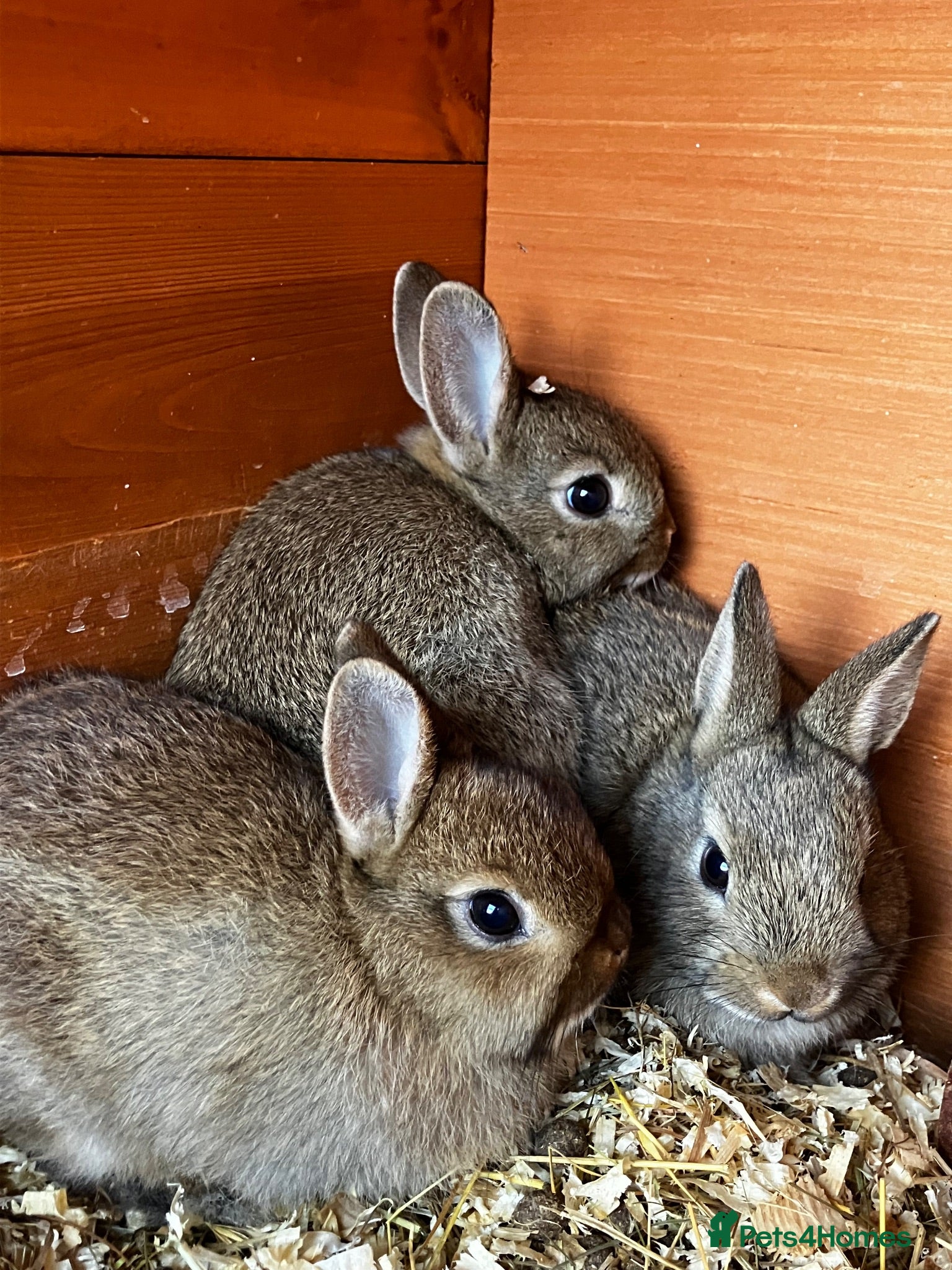 Netherland Dwarf rabbits LAST BABY Netherland Dwarfs! - Advert 4