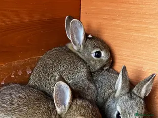 Netherland Dwarf rabbits LAST BABY Netherland Dwarfs! - Advert 4