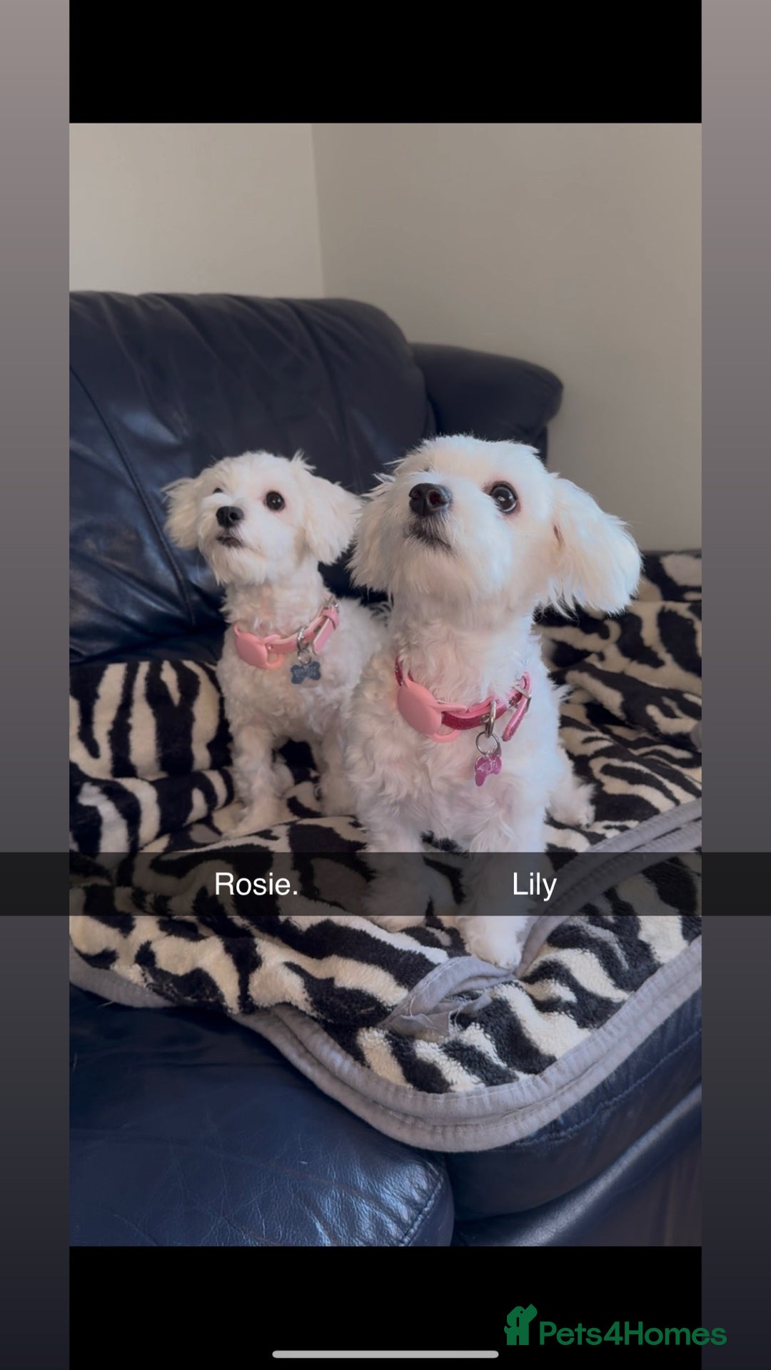 Maltese dogs for sale: 5 Generation KC registered Maltese - Image 31