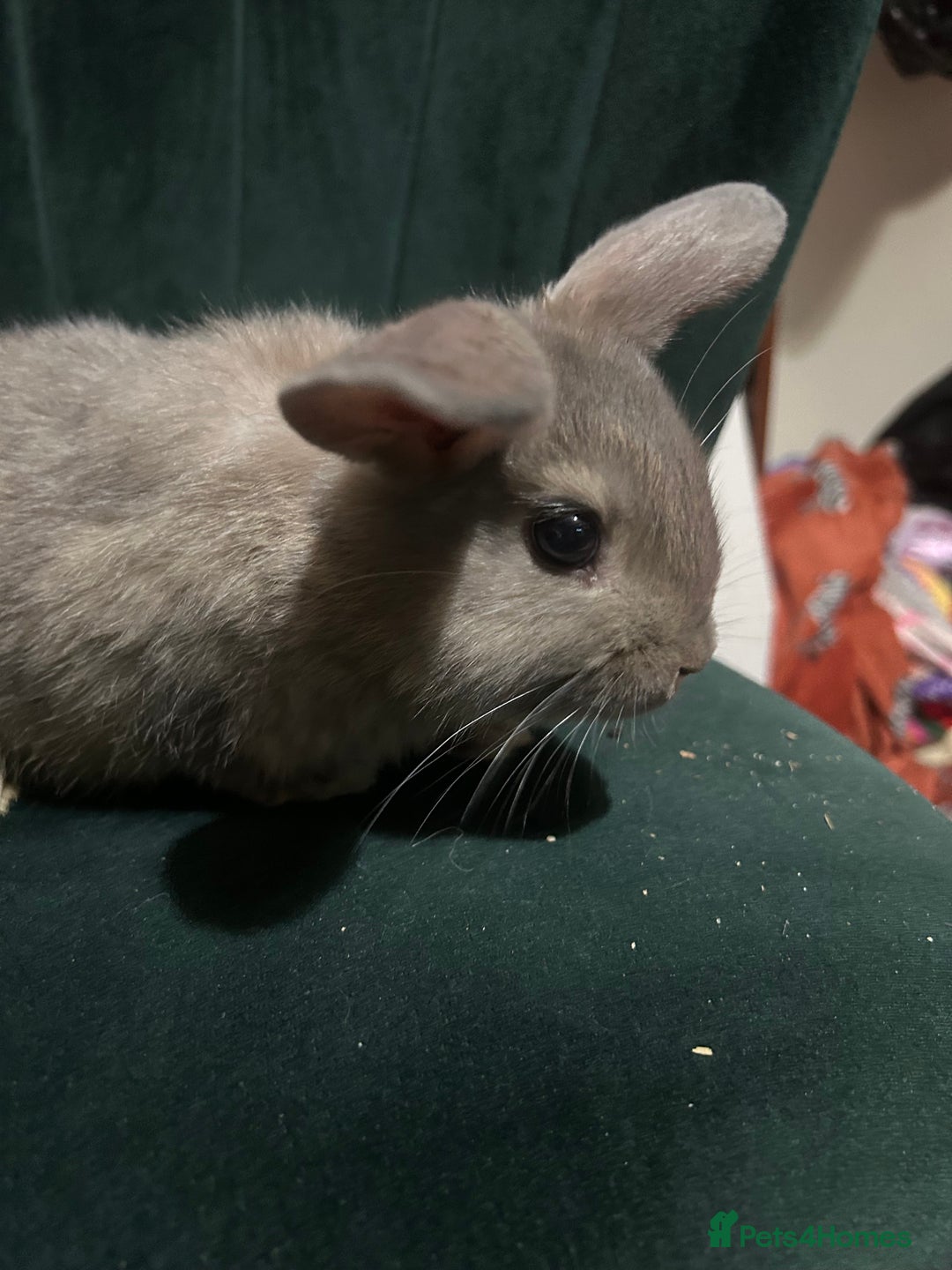 Mixed Breed rabbits for sale: New zealand cross Lionhead - Advert 3