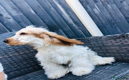 Cocker Spaniel dogs for sale: Beautiful Show Orange Roan Girl Left KC Reg  - Image 7