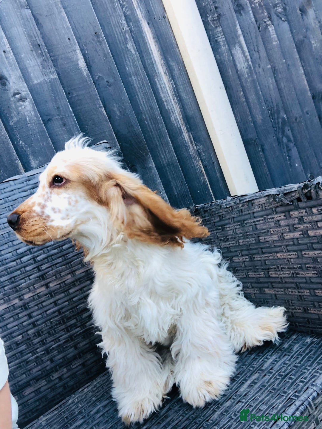 Cocker Spaniel dogs for sale: Beautiful Show Orange Roan Girl Left KC Reg  - Image 7