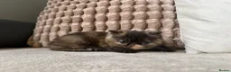 Exotic cats for sale: Short hair exotic Torti female  - Advert 5