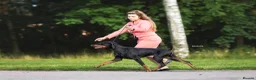 Dobermann dogs for sale: WAITLIST 2026 CEZARBLUE KC LICENSED BREEDER ⭐️ - Advert 17