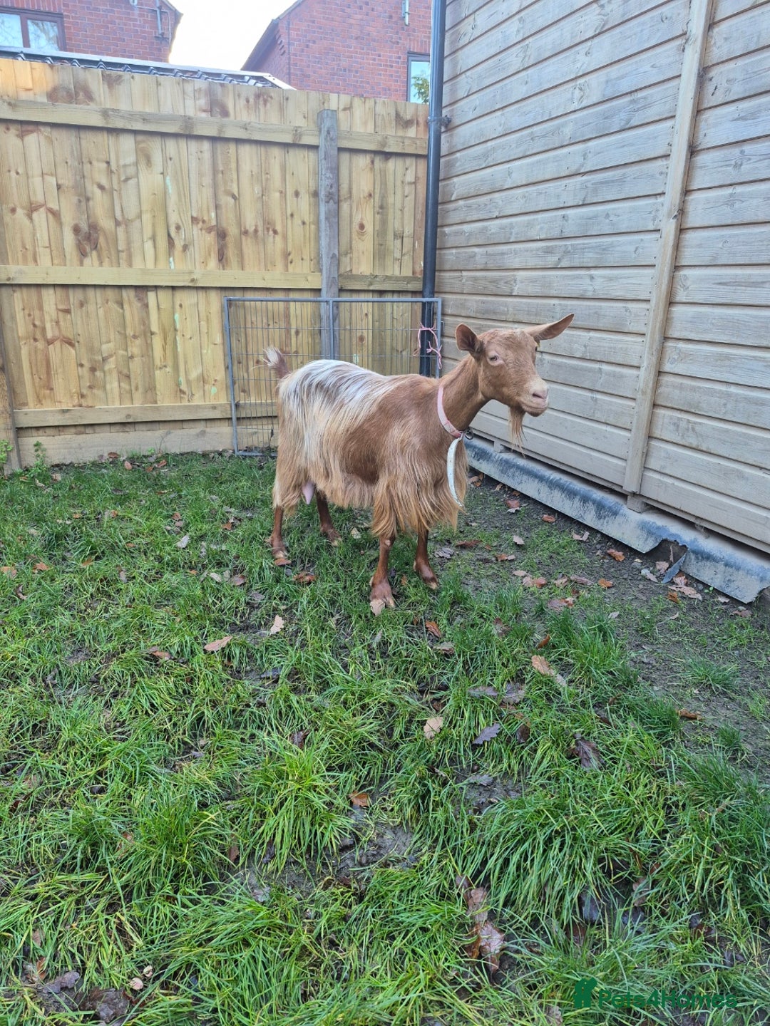Goats livestock for sale: Super Friendly British Guernsey Goat Kids - Image 6