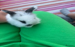Mini Lion Lop rabbits for sale: 4x mini lop bunnies  - Image 3