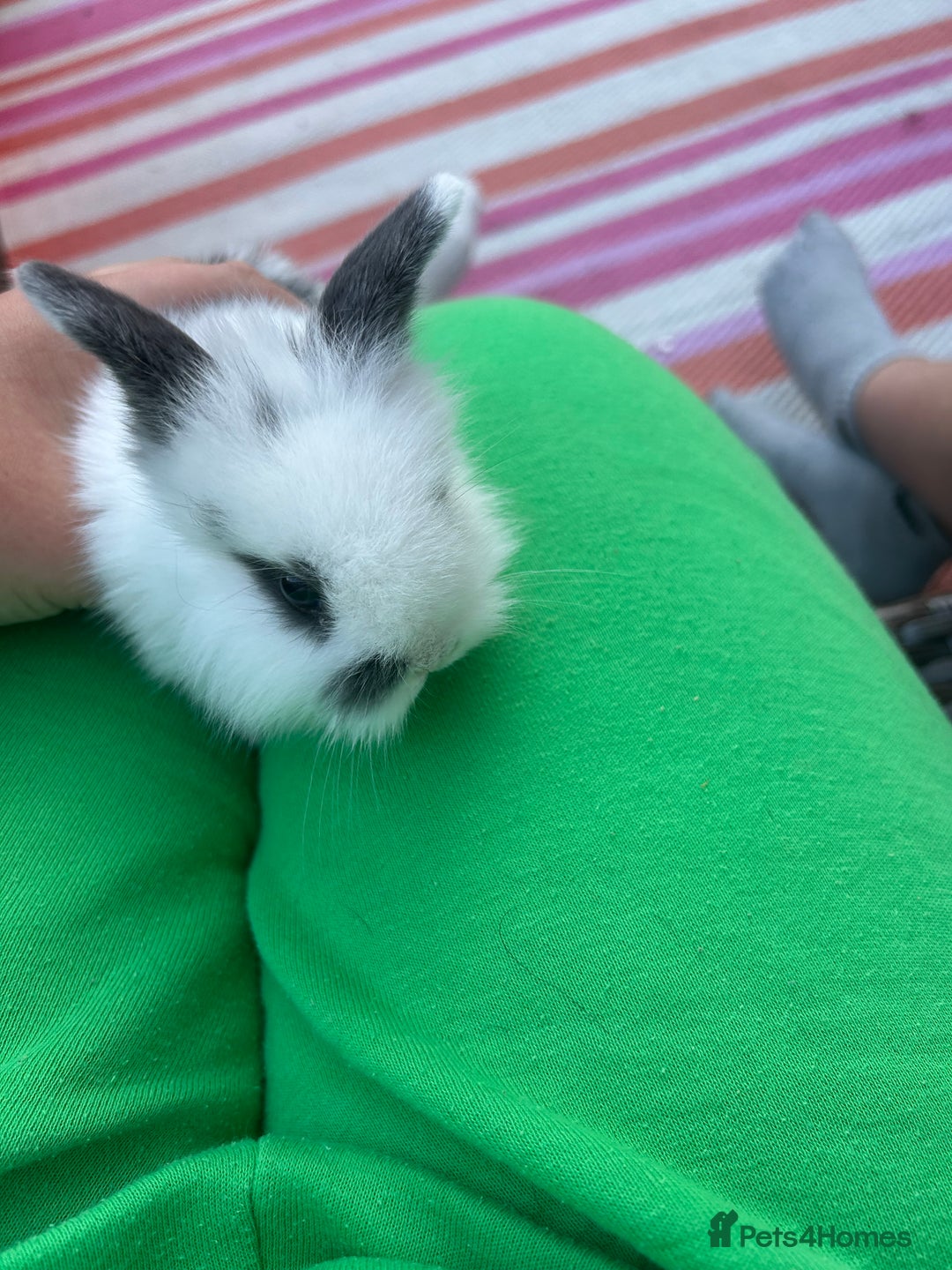 Mini Lion Lop rabbits for sale: 4x mini lop bunnies  - Image 3