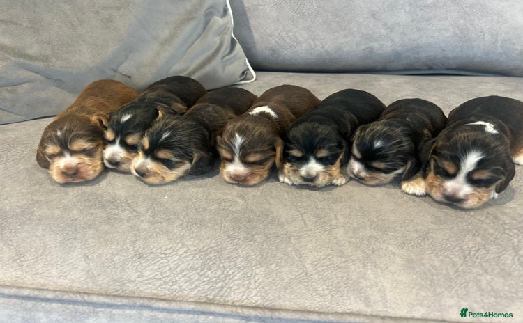 Cocker Spaniel dogs - Advert 12