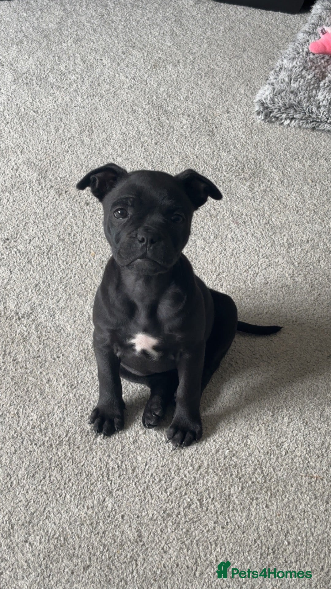 Mixed Breed dogs Frenchy cross staffy  - Advert 18