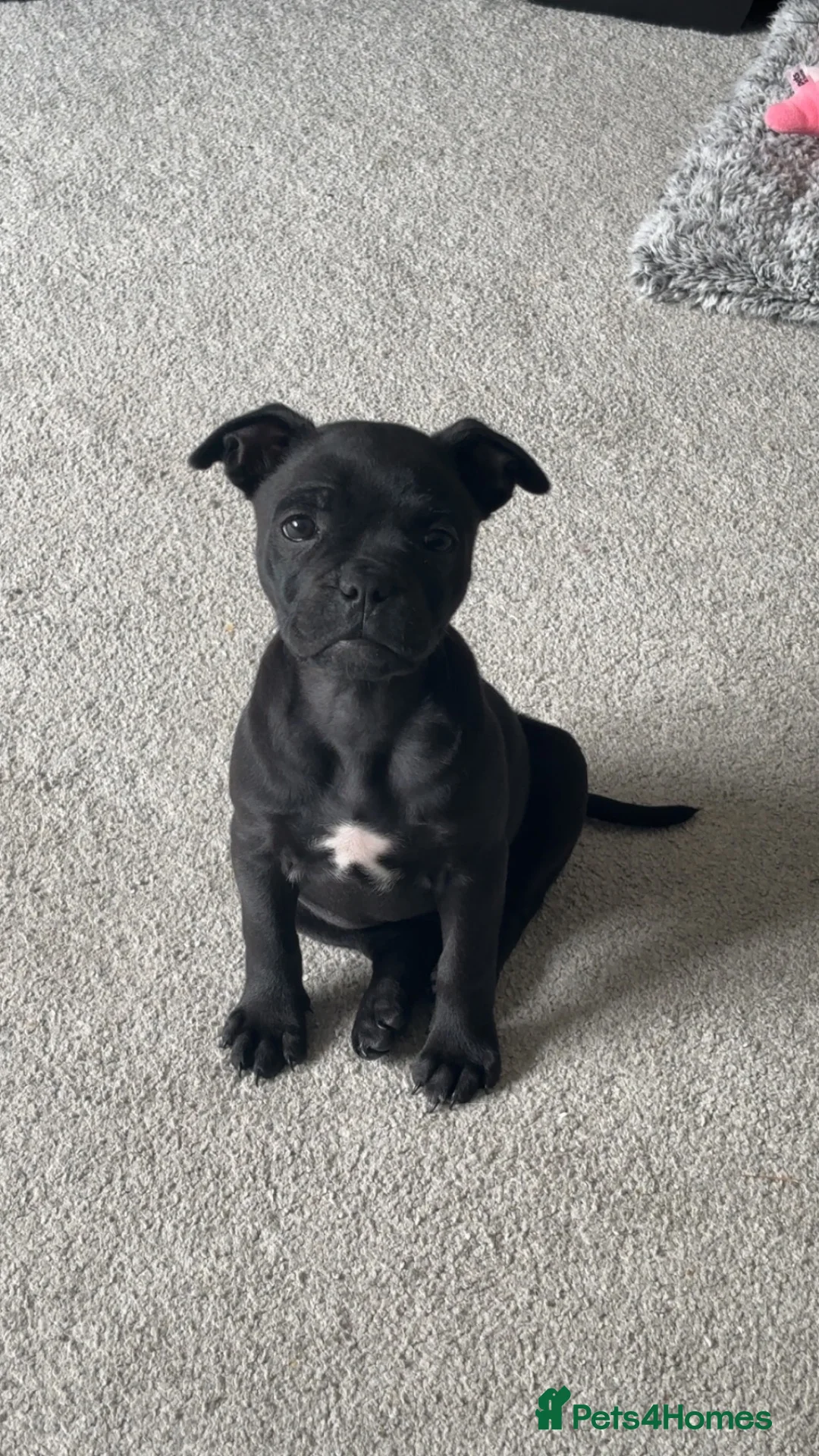 Mixed Breed dogs for sale: Frenchy cross staffy  - Advert 1