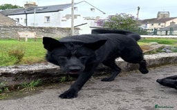 German Shepherd dogs for stud: GHOST *Stud only* - Advert 2