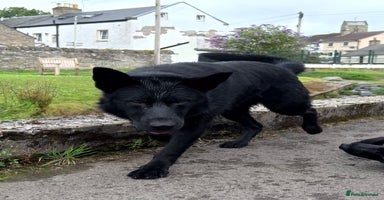 German Shepherd dogs GHOST *Stud only* - Advert 8