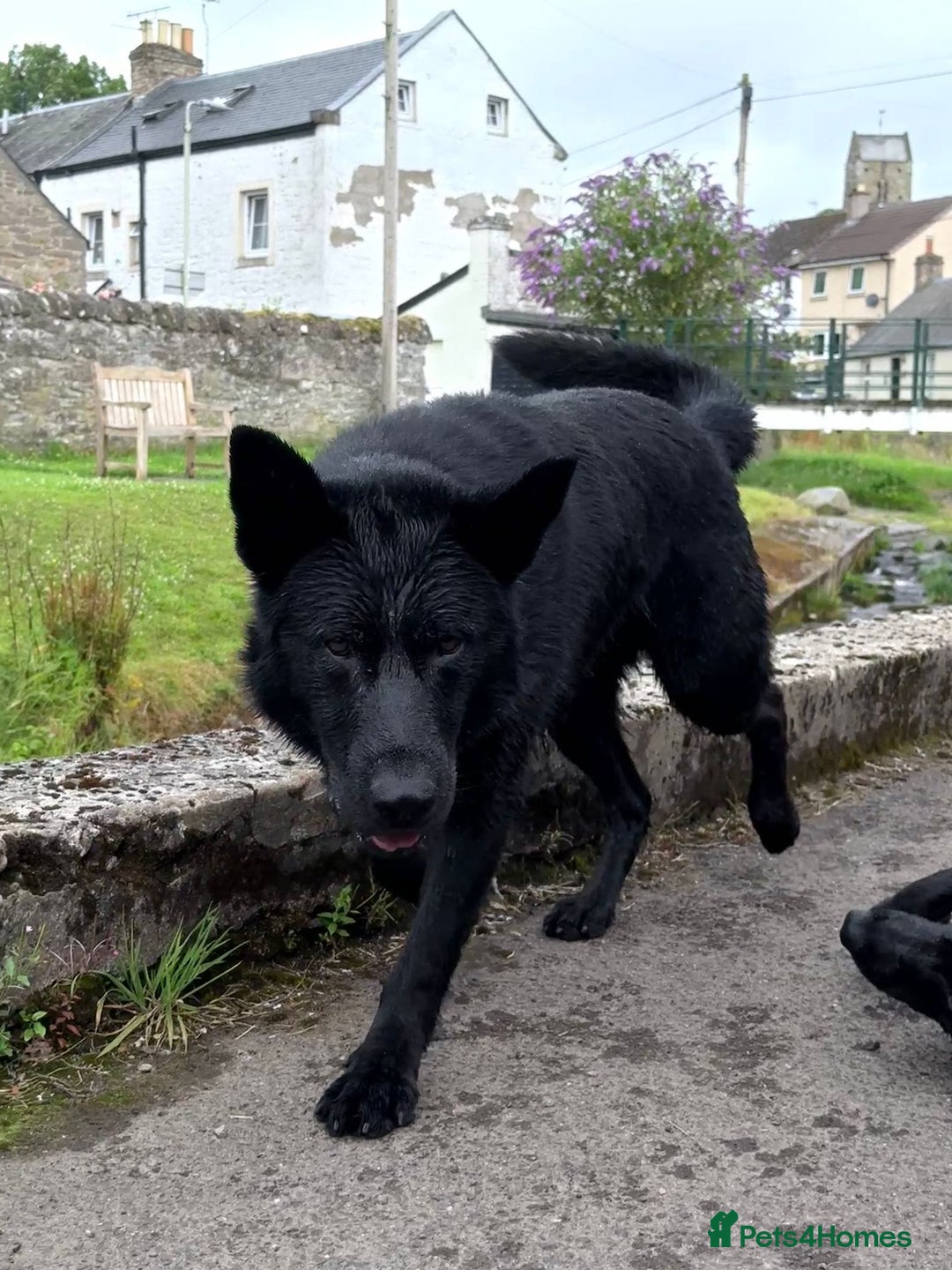 German Shepherd dogs for stud: GHOST *Stud only* - Advert 2