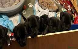 Staffordshire Bull Terrier dogs for sale: Staffordshire bull terrier puppies - Advert 3