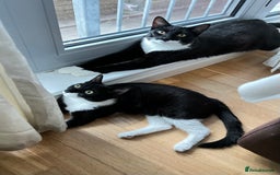 Mixed Breed cats for sale: Two indoors twin cats - London - Image 3
