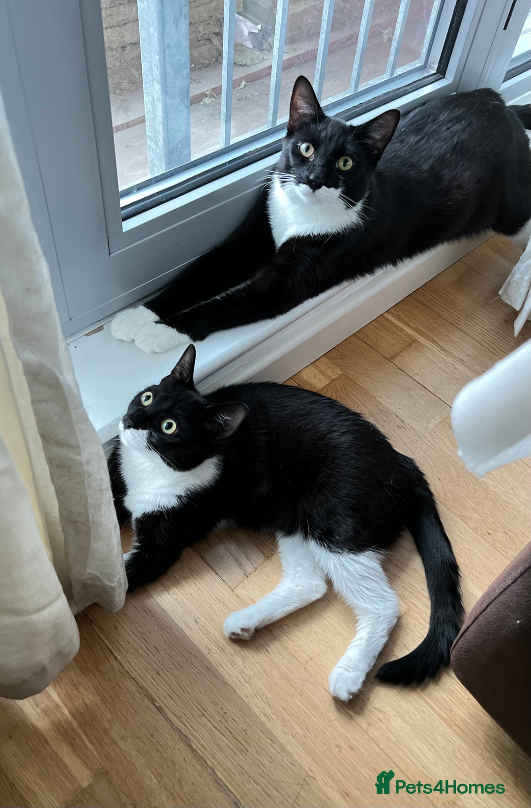 Mixed Breed cats for sale: Two indoors twin cats - London - Image 3