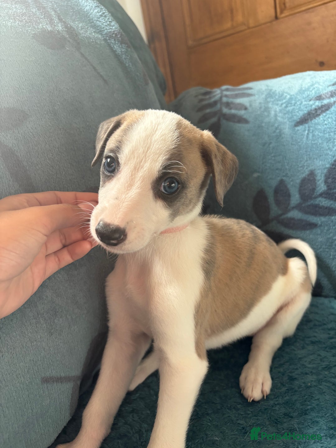 Whippet dogs for sale: 8 WHIPPET PUPPIES   - Image 30