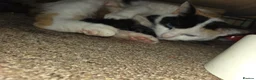 Mixed Breed cats for sale: 2 lovely 8 week old kittens  - Advert 4