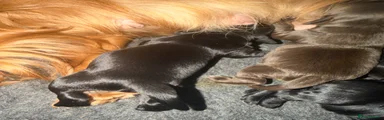 Sprocker 2