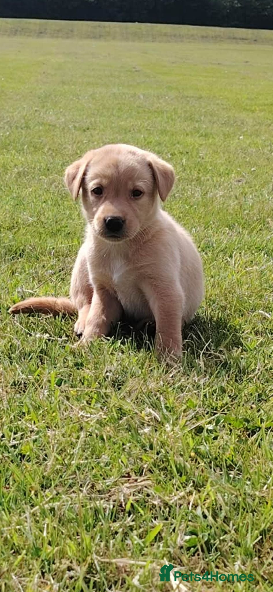 Labrador Retriever dogs Labrador Puppies  - Advert 2