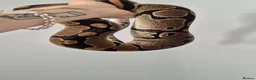 Python Snake reptiles for sale: Ball Pythons (please reade description) - Advert 8