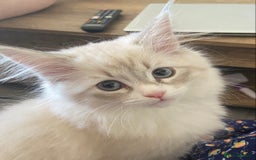 Siberian cats for sale: Siberian kittens   Neva Masquerade White - Image 8