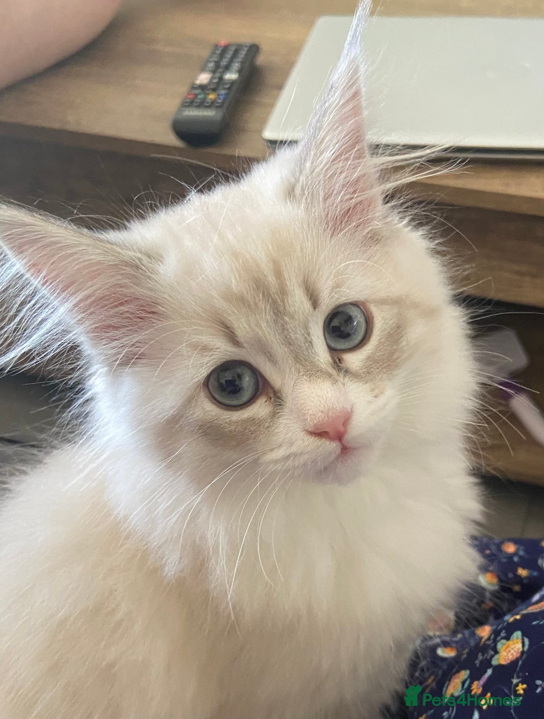 Siberian cats for sale: Siberian kittens   Neva Masquerade White - Image 8