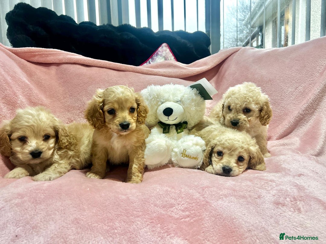 Cockapoo dogs for sale: Tiny cockerpoo pups - Advert 18