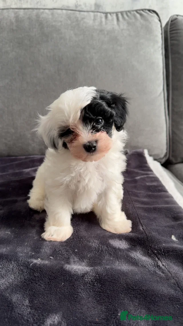 Maltipoo dogs 4 gorgeous Maltipoo pups for sale. Ready to leave - Advert 7