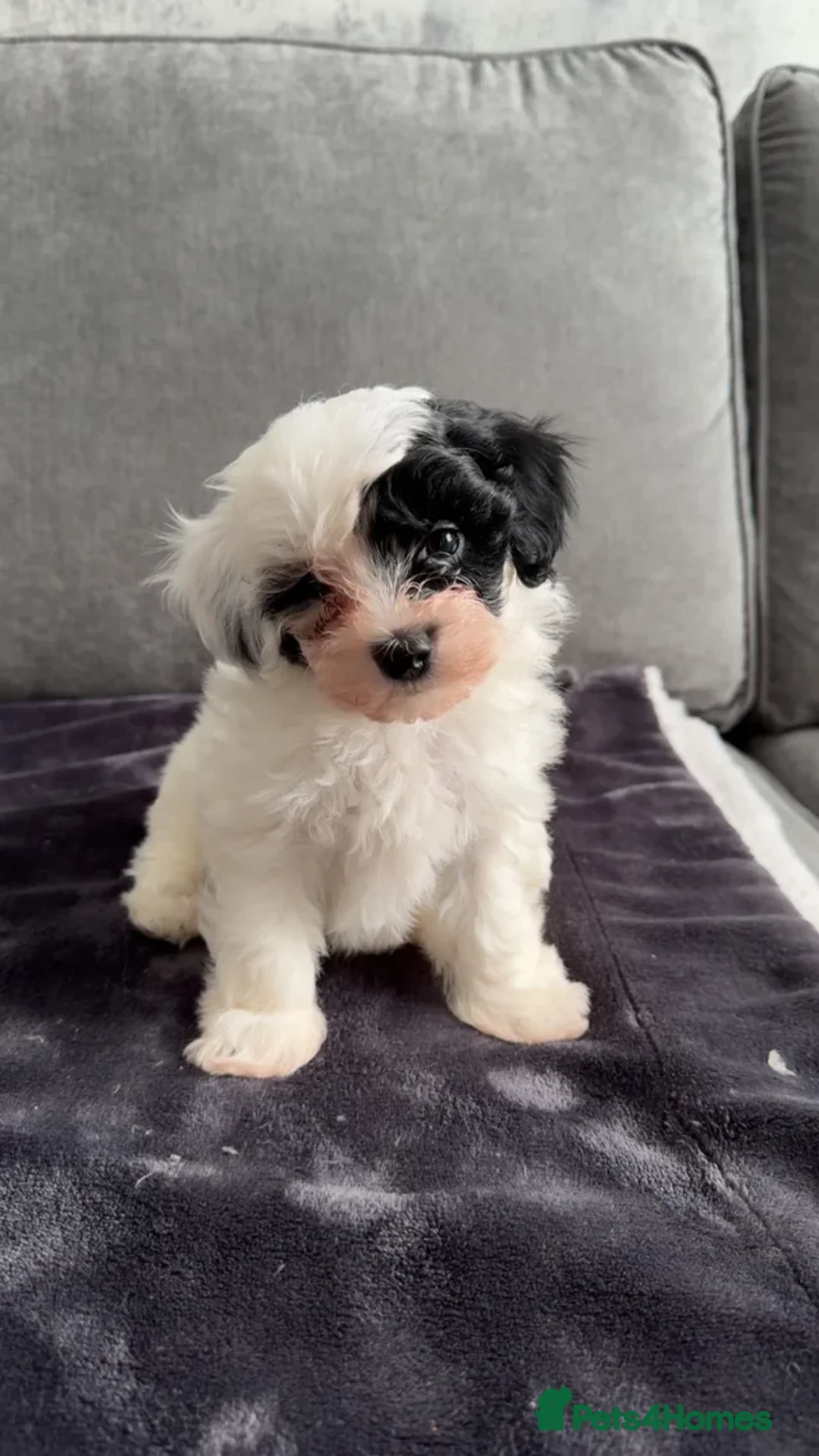 Maltipoo dogs for sale: 4 gorgeous Maltipoo pups for sale. Ready to leave - Advert 1