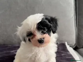 Maltipoo dogs 4 gorgeous Maltipoo pups for sale. Ready to leave - Advert 7