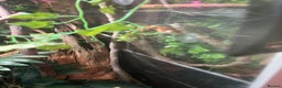 Gecko reptiles for sale: Crested gecko babies  - Advert 2